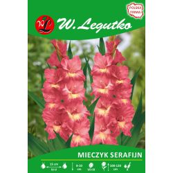 Mieczyk Serafijn żółto-czerwony 5szt. - Cebule i Kłącza - W. Legutko