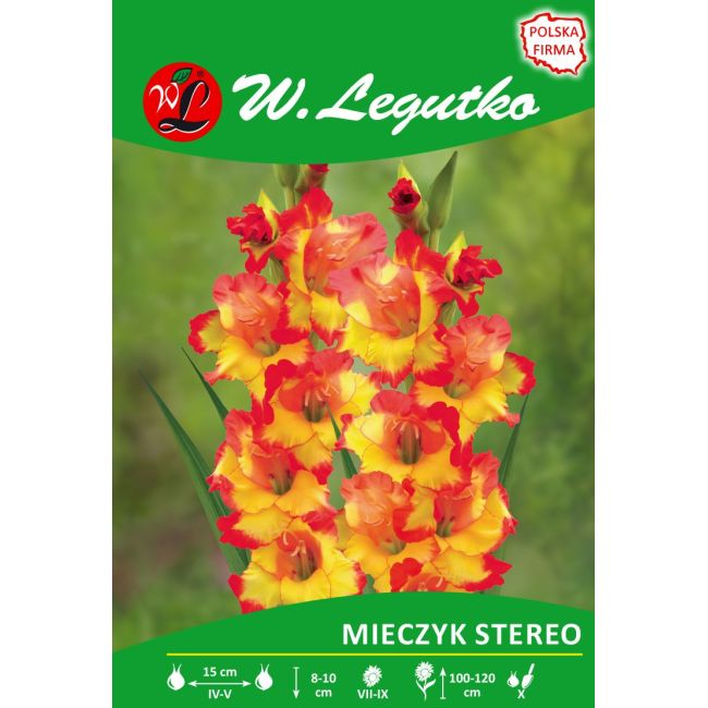 Mieczyk - Stereo - wielokwiatowy - żółto-czerwony - 5szt. - Cebule i Kłącza - W. Legutko