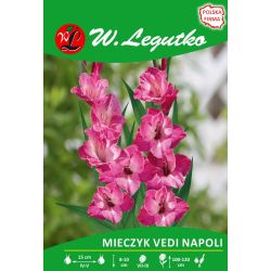 Mieczyk Vedi Napoli różowy 5szt. - Cebule i Kłącza - W. Legutko