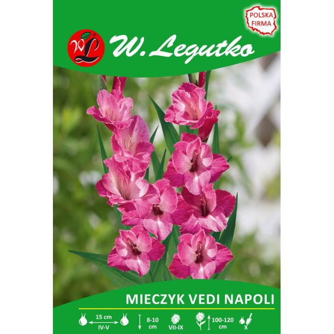 Mieczyk - Vedi Napoli - wielokwiatowy - różowy - 5szt. - Cebule i Kłącza - W. Legutko