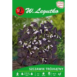Szczawik trójkątny różowy 7szt. - Cebule i Kłącza - W. Legutko Szczawik trójkątny różowy 7szt. - Cebule i Kłącza - W. Legutko