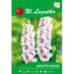 Mieczyk Rachel różowo-biały 5szt. - Cebule i Kłącza - W. Legutko