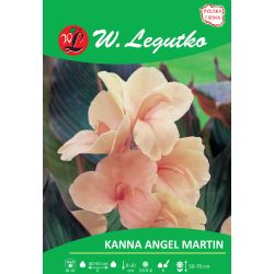 Kanna Angel Martin morelowa 1szt. - Cebule i Kłącza - W. Legutko