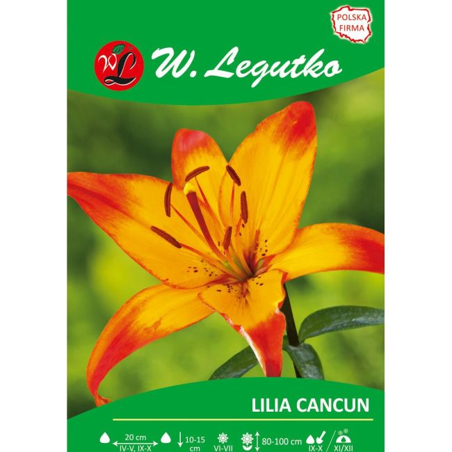 Lilia - Cancun - azjatycka - pomarańczowo-żółta - 1szt. - Cebule i Kłącza - W. Legutko