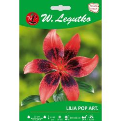 Lilia Pop Art. czarno-czerwona 1szt. - Cebule i Kłącza - W. Legutko