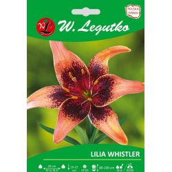 Lilia Whistler pomarańczowa, nakrapiana 1szt. - Cebule i Kłącza - W. Legutko
