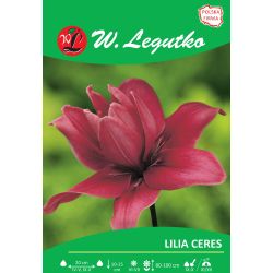 Lilia Ceres różowa 1szt. - Cebule i Kłącza - W. Legutko Lilia Ceres różowa 1szt. - Cebule i Kłącza - W. Legutko