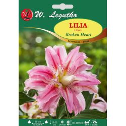 Lilia Broken Heart różowa 1szt. - Cebule i Kłącza - W. Legutko Lilia Broken Heart różowa 1szt. - Cebule i Kłącza - W. Legutko