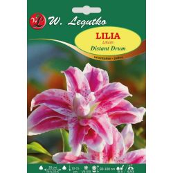 Lilia Distant Drum biało-różowa 1szt. - Cebule i Kłącza - W. Legutko Lilia Distant Drum biało-różowa 1szt. - Cebule i Kłącza - W. Legutko
