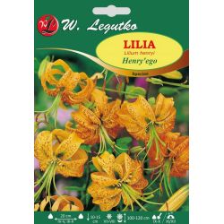 Lilia Henry'ego żółta 1szt. - Cebule i Kłącza - W. Legutko