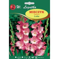 Mieczyk Lolita biało-różowy 5szt. - Cebule i Kłącza - W. Legutko