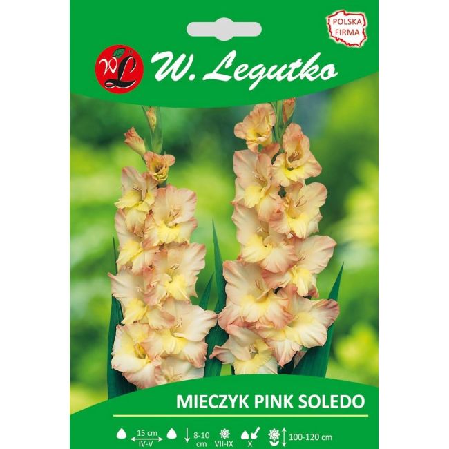 Mieczyk - Pink Soledo - wielokwiatowy - łososiowo-żółty - 5szt. - Cebule i Kłącza - W. Legutko