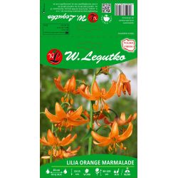 Lilia złotogłów Orange Marmalade pomarańczowe 1szt. - Cebule i Kłącza - W. Legutko