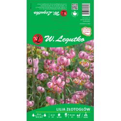 Lilia złotogłów purpurowa 1szt. - Cebule i Kłącza - W. Legutko