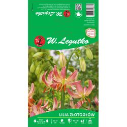 Lilia złotogłów różowa 1szt. - Cebule i Kłącza - W. Legutko