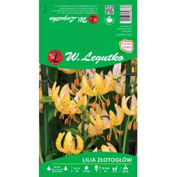 Lilia złotogłów żółta 1szt. - Cebule i Kłącza - W. Legutko
