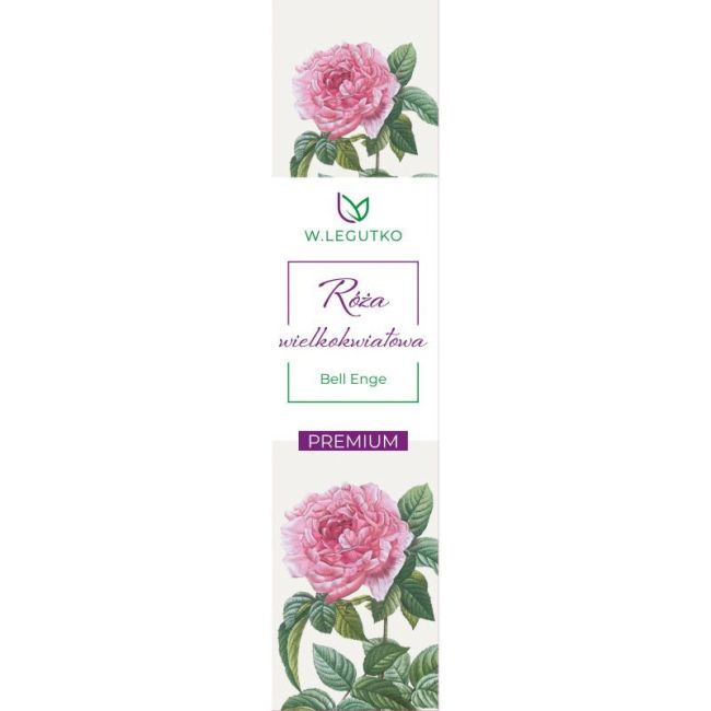 Róża wielkokwiatowa Bell Enge - Cebule i Kłącza - W. Legutko