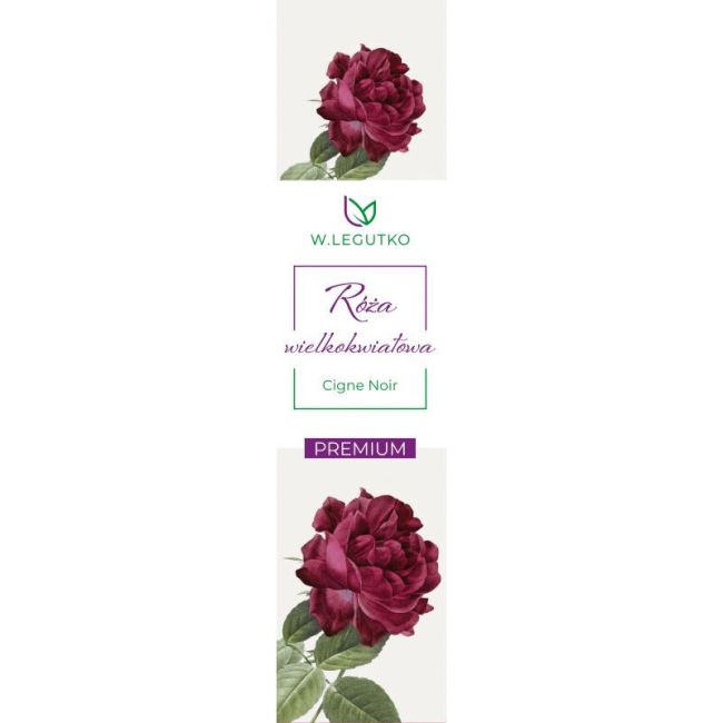 Róża wielkokwiatowa Cigne Noir - Cebule i Kłącza - W. Legutko