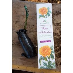 Róża Doris Tysterman 1szt. - Cebule i Kłącza - W. Legutko