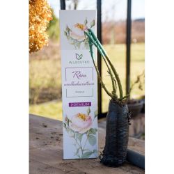 Róża Peace 1szt. - Cebule i Kłącza - W. Legutko