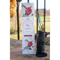 Róża Europeana 1szt. - Cebule i Kłącza - W. Legutko
