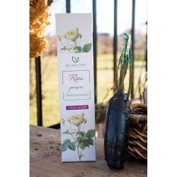 Róża Climbing Iceberg 1szt. - Cebule i Kłącza - W. Legutko