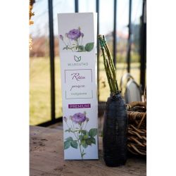 Róża Indigolette 1szt. - Cebule i Kłącza - W. Legutko