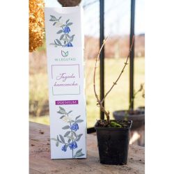 Jagoda kamczacka 1szt. - Cebule i Kłącza - W. Legutko