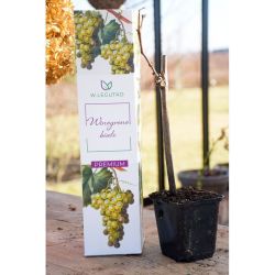 Winogrono białe 1szt. - Cebule i Kłącza - W. Legutko