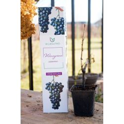 Winogrono czarne 1szt. - Cebule i Kłącza - W. Legutko Winogrono czarne 1szt. - Cebule i Kłącza - W. Legutko