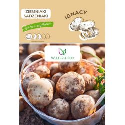 Ziemniaki sadzeniaki Ignacy 2szt. - Cebule i Kłącza - W. Legutko Ziemniaki sadzeniaki Ignacy 2szt. - Cebule i Kłącza - W. Legutko