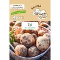 Ziemniaki sadzeniaki - Satina - Cebule i Kłącza - W. Legutko