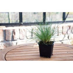 Kostrzewa sina sadzonka w doniczce - Rozsady i sadzonki - W. Legutko Kostrzewa sina sadzonka w doniczce - Rozsady i sadzonki - W. Legutko