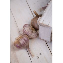 Czosnek zimowy Harnaś 250g - Cebule i Kłącza - W. Legutko Czosnek zimowy Harnaś 250g - Cebule i Kłącza - W. Legutko