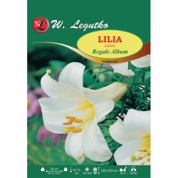 Lilia Regale Album biała 1szt. - Cebule i Kłącza - W. Legutko