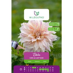 Dalia Cafe au Lait Twist różowo-kremowa 1szt. - Cebule i Kłącza - W. Legutko
