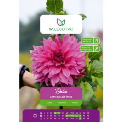 Dalia Cafe au Lait Rose różowa 1szt. - Cebule i Kłącza - W. Legutko