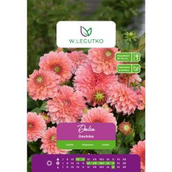 Dalia Davinka łososiowo-różowa 1szt. - Cebule i Kłącza - W. Legutko