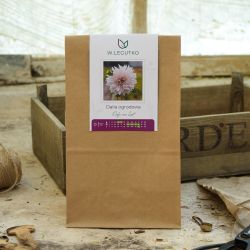 Dalia Cafe au Lait kremowa 1szt. - FLOR - Cebule i Kłącza - W. Legutko