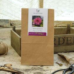 Dalia Cafe au Lait Rose różowa 1szt. - FLOR - Cebule i Kłącza - W. Legutko