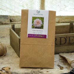 Dalia Cafe au Lait Twist różowo-kremowa 1szt. - FLOR - Cebule i Kłącza - W. Legutko