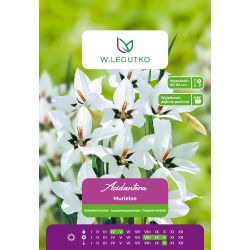 Acidantera dwubarwna Murielae biała 5szt. - Cebule i Kłącza - W. Legutko Acidantera dwubarwna Murielae biała 5szt. - Cebule i Kłącza - W. Legutko