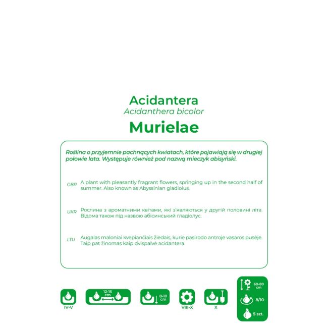 Acidantera dwubarwna - Murielae - biała - 5szt. - Cebule i Kłącza - W. Legutko