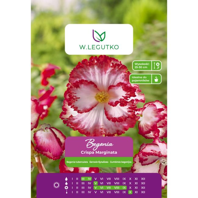 Begonia bulwiasta - Crispa Marginata - czerwono-biała - 1szt. - Cebule i Kłącza - W. Legutko
