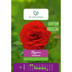 Begonia bulwiasta strzępiasta czerwona 2szt. - Cebule i Kłącza - W. Legutko Begonia bulwiasta strzępiasta czerwona 2szt. - Cebule i Kłącza - W. Legutko