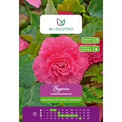 Begonia bulwiasta wielkokw. różowa 2szt. - Cebule i Kłącza - W. Legutko