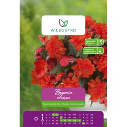 Begonia bulwiasta zwisająca pomarańczowa 2szt. - Cebule i Kłącza - W. Legutko