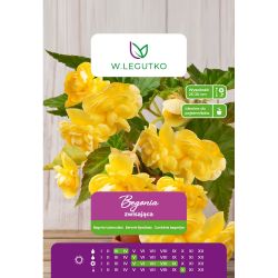 Begonia bulwiasta zwisająca żółta 2szt. - Cebule i Kłącza - W. Legutko