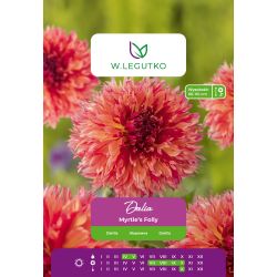 Dalia Myrtle's Folly żółto-różowa 1szt. - Cebule i Kłącza - W. Legutko