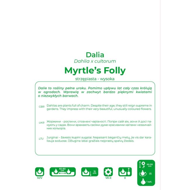 Dalia ogrodowa - Myrtle's Folly - strzępiasta wysoka - żółto-różowa - Cebule i Kłącza - W. Legutko